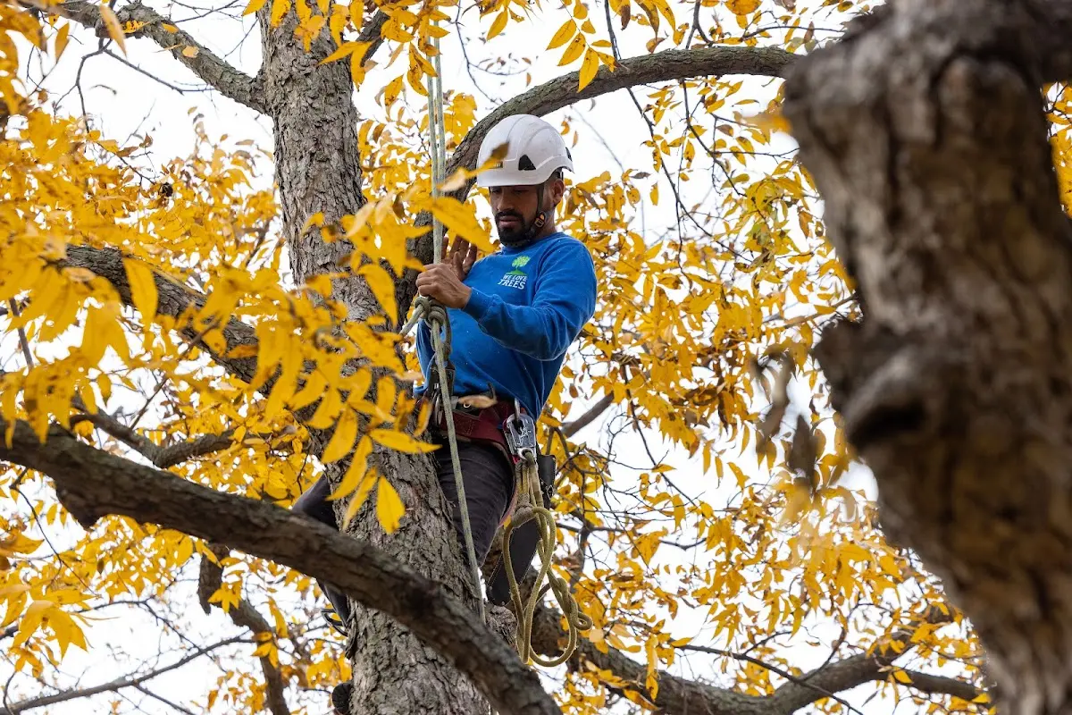 Skilled Tree Trimming crew working in Alto